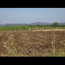 In dieser Gegend wird viel Zuckerrohr angebaut